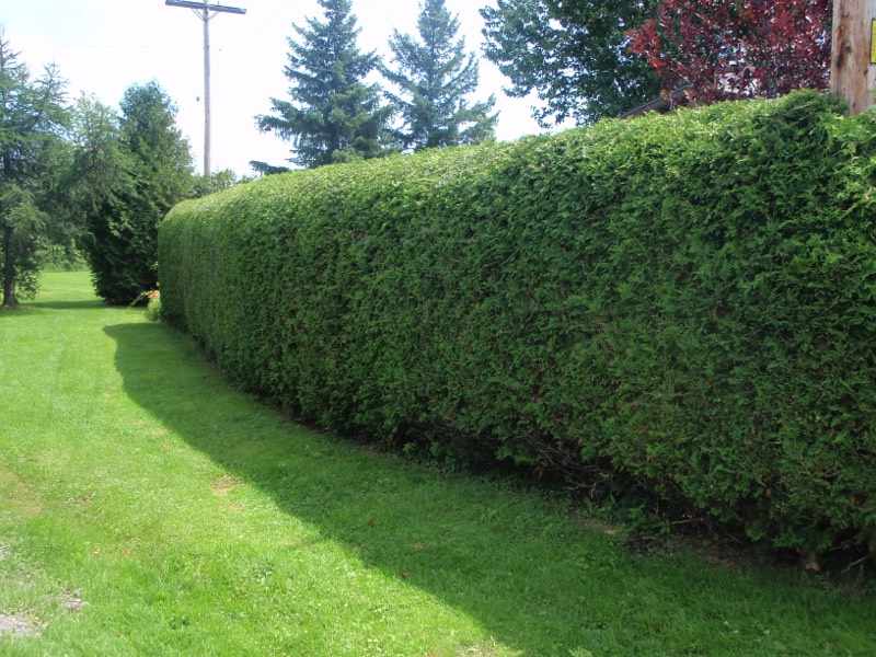 RayzorHedges trimmed hedge